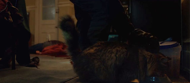 Thanksgiving - longhair brown Maine Coon tabby cat Dewey Tonic eating from bowl