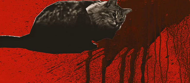 Thanksgiving - animated end credit of longhair brown Maine Coon tabby cat Dewey Tonic