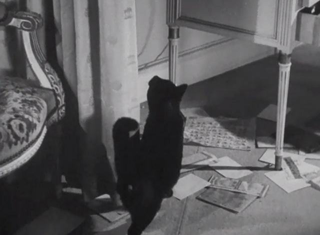 Thank You, Mr. Moto - black cat Chunkina looking behind curtain