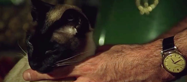 Theatre of Death - Siamese cat Seraphina being petted