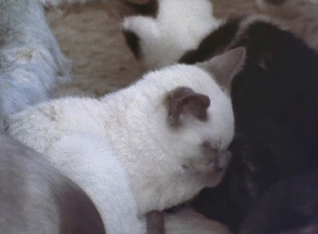 Thelonious Monk: Straight No Chaser - Siamese kitten sleeping