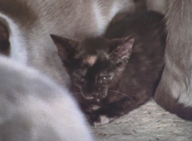 Thelonious Monk: Straight No Chaser - sleepy dark kitten
