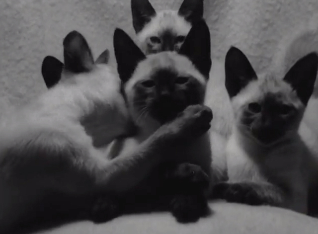These Cats Have Class - four Siamese kittens at cat show