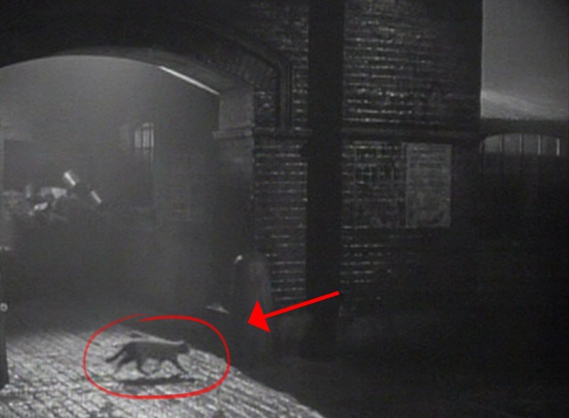 They Made Me a Fugitive - cat running across sidewalk