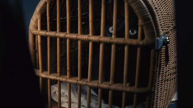 Things to Come - black cat Pandora in carrier