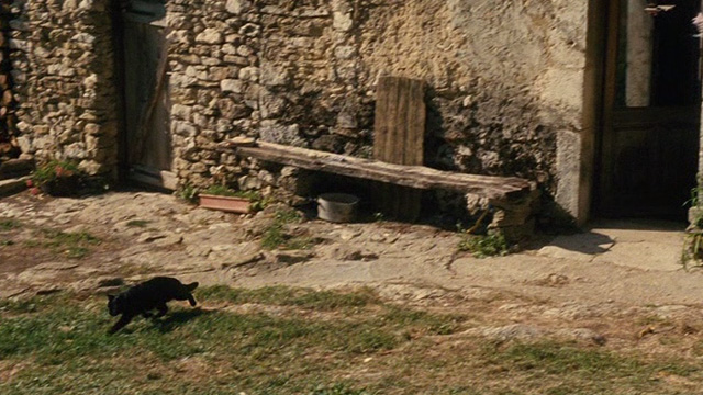 Things to Come - black cat Pandora running out of house