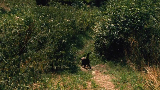 Things to Come - black cat Pandora running into woods