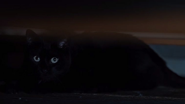 Things to Come - black cat Pandora hiding under bed