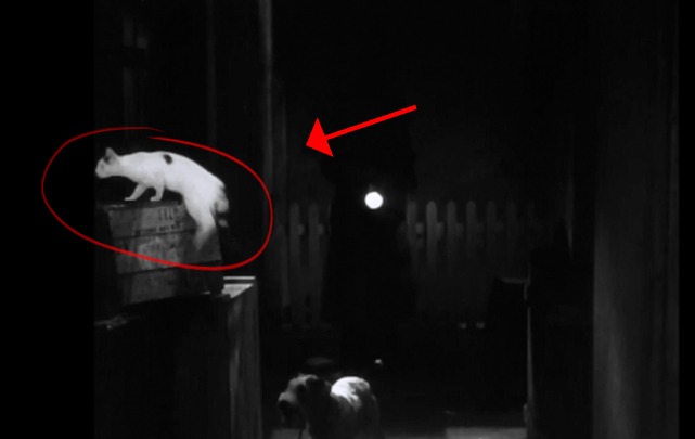 The Thin Man - white cat with black markings jumps up on crate