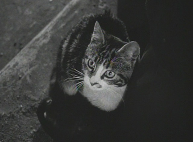 The Third Man kitten 3
