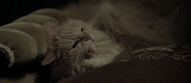 The Thirteenth Floor - cream colored longhair tabby cat hissing