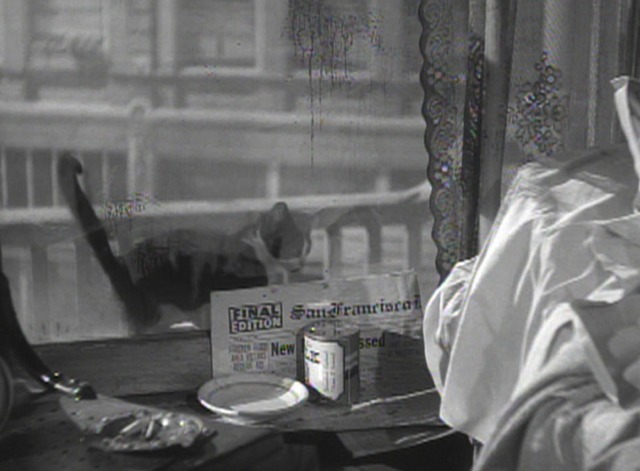 This Gun for Hire - tuxedo kitten outside window