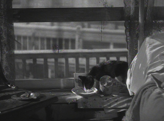 This Gun for Hire - tuxedo kitten knocks can of milk to floor