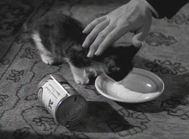 This Gun for Hire - Raven pets tuxedo kitten drinking milk from saucer