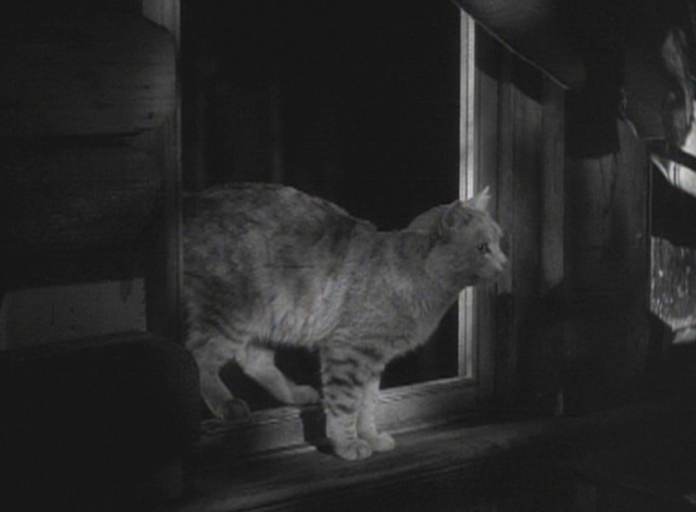 This Gun for Hire - tabby cat Toughie appears in window