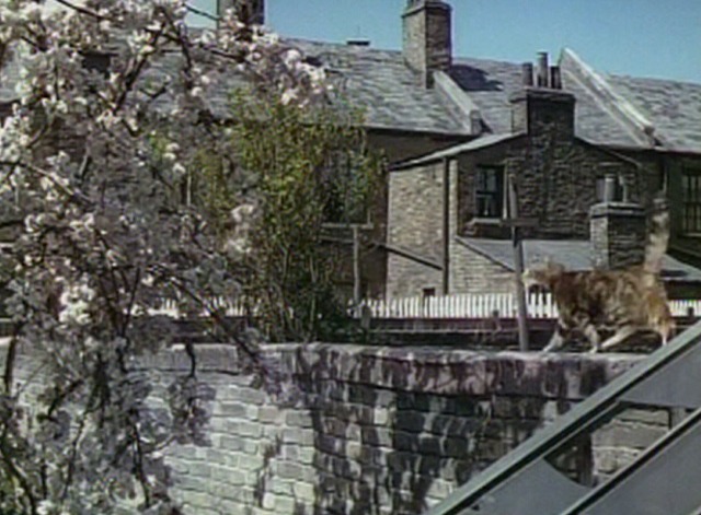 This Happy Breed - Percy cat on wall in garden