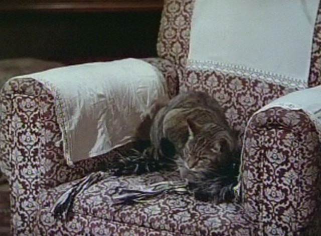 This Happy Breed - Percy cat sitting on feather boa on chair
