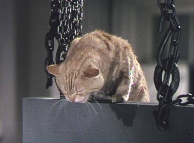 This Island Earth - orange tabby cat screeches