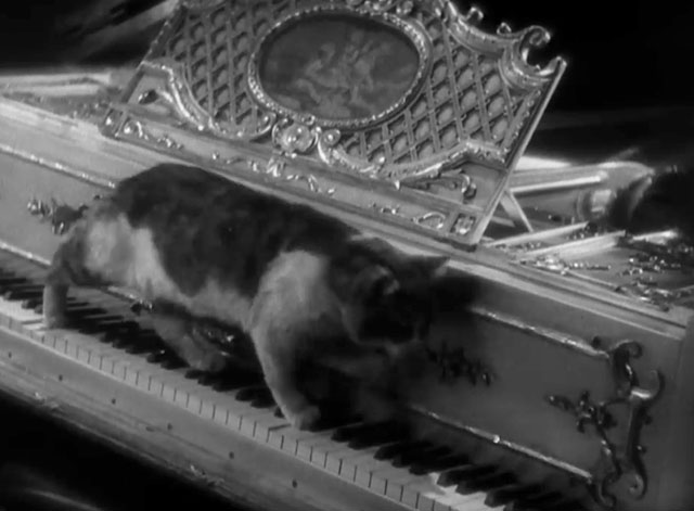 This Is the Night - tabby and white cat running across piano keys