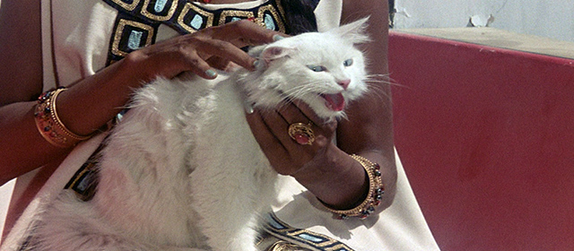 Thor and the Amazon Women - longhaired white cat panting in Queen Nera's arms