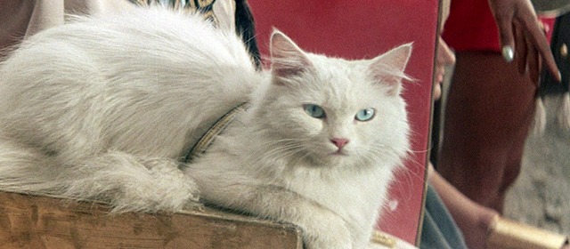 Thor and the Amazon Women - longhaired white cat sitting on arm of throne