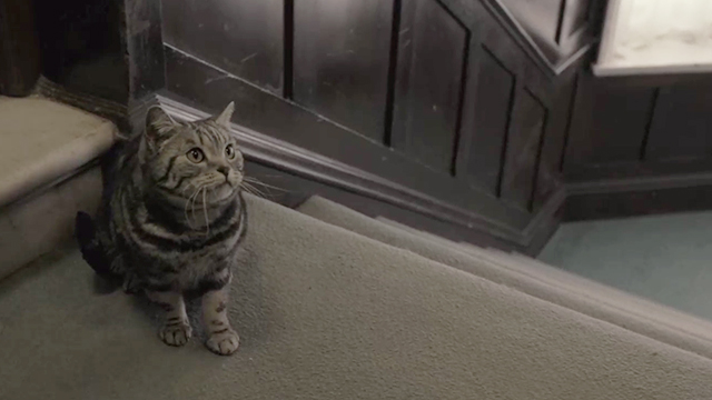 A Thousand Kisses Deep - silver British shorthair classic tabby Lily sitting outside door