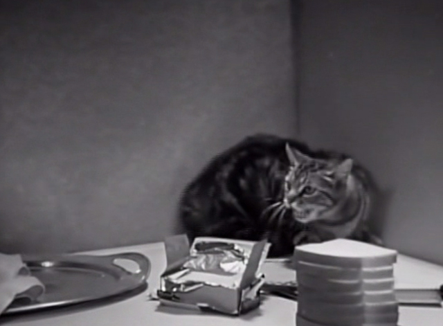 Three Chumps Ahead - tabby cat still hissing on table with limburger cheese