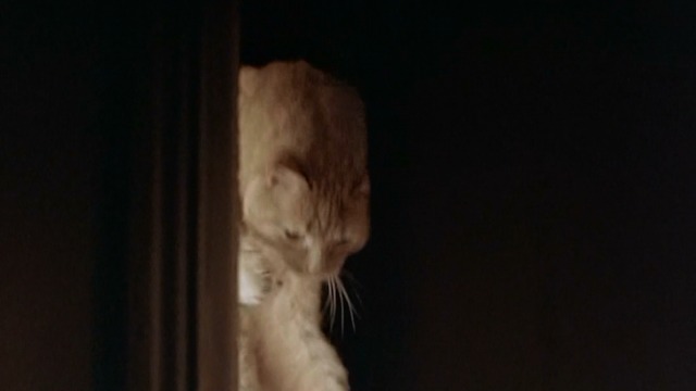 Three Colors: Blue - orange tabby cat being placed inside door