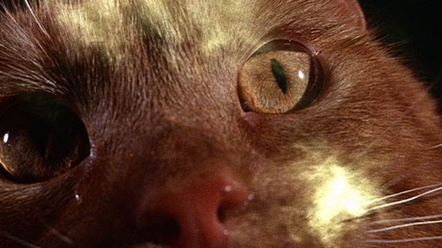 The Three Lives of Thomasina - extreme close up of marmalade tabby cat