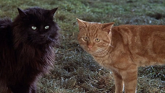 The Three Lives of Thomasina - marmalade tabby cat and longhair black cat Whiskers