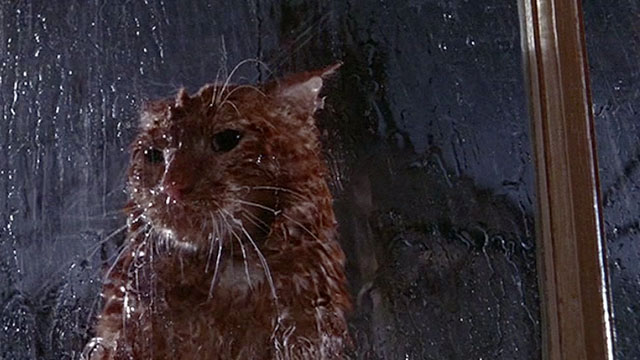 The Three Lives of Thomasina - marmalade tabby cat outside of window in the rain