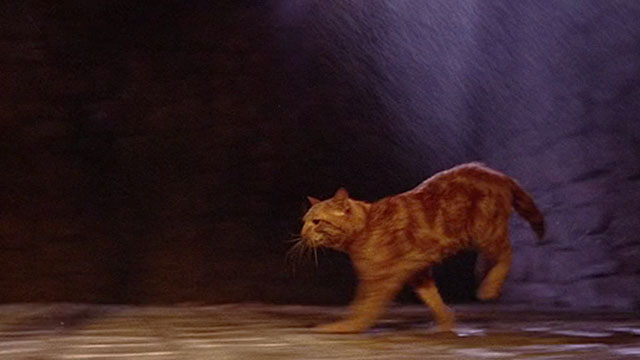 The Three Lives of Thomasina - marmalade tabby cat running through rain