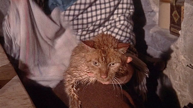 The Three Lives of Thomasina - Lori drying wet marmalade tabby cat