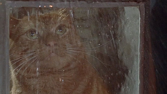 The Three Lives of Thomasina - marmalade tabby cat looking at rain through window