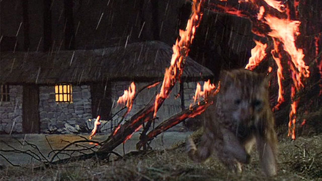 The Three Lives of Thomasina - marmalade tabby cat running past burning branch