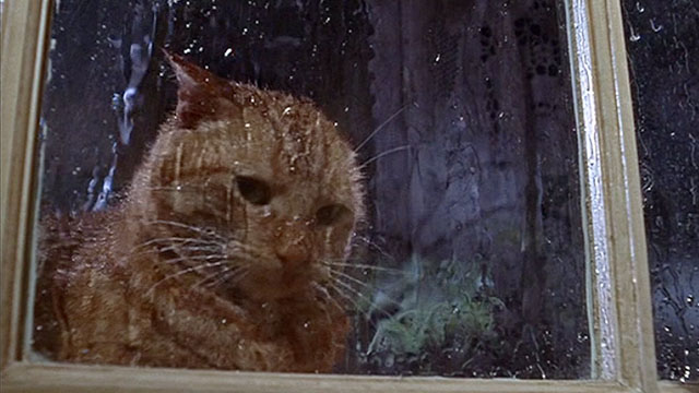 The Three Lives of Thomasina - wet marmalade tabby cat outside window in rain