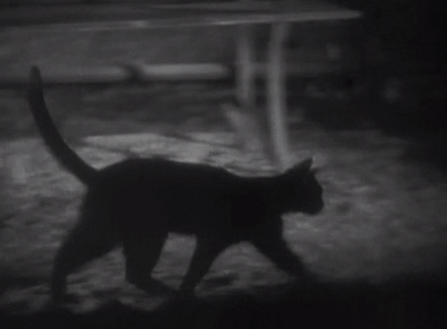 Thunderbolt - black cat walking through park