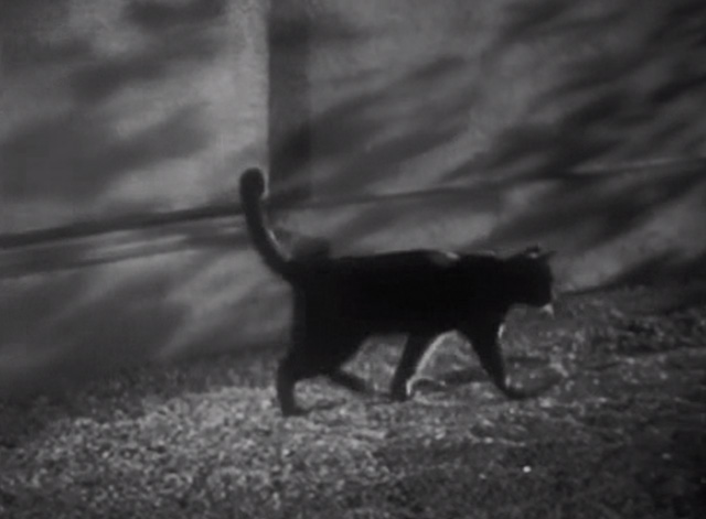 Thunderbolt - black cat walking by wall