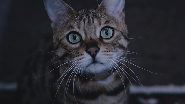 Tibs - Bengal tabby cat close looking up