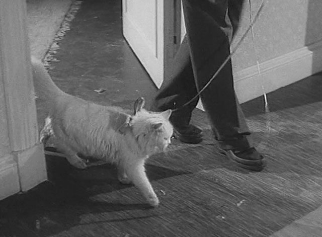 Tiger by the Tail - Cross-Up - man walking longhair white cat on lead