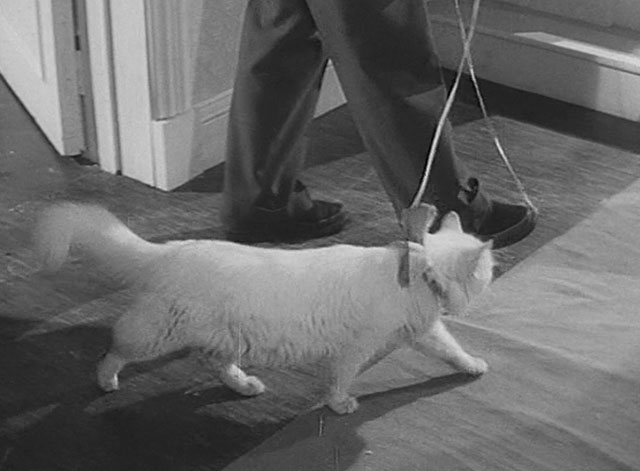 Tiger by the Tail - Cross-Up - man walking longhair white cat on lead