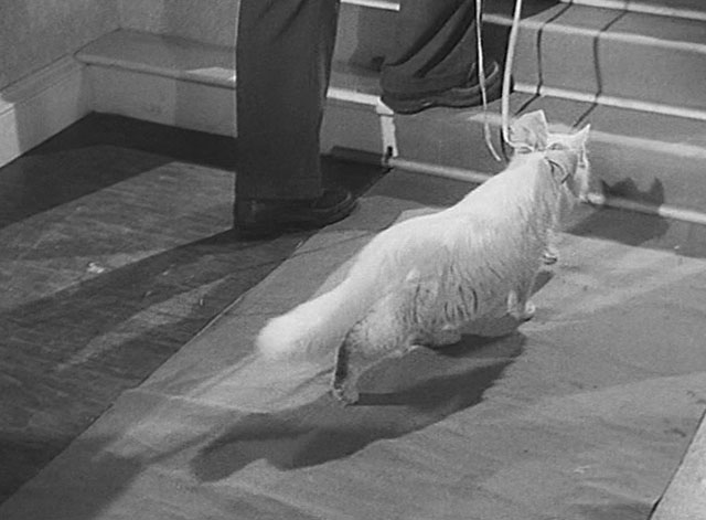 Tiger by the Tail - Cross-Up - man walking longhair white cat on lead