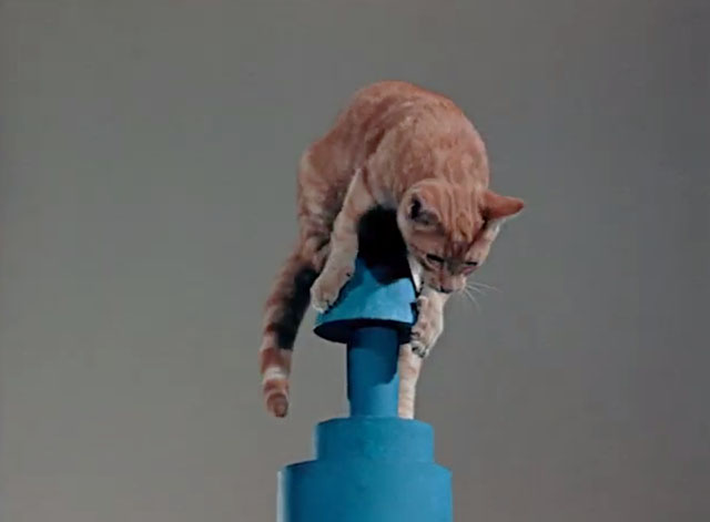 Tigeris Nau Nau - Tiger the Cat - ginger tabby cat on top of precarious building blocks