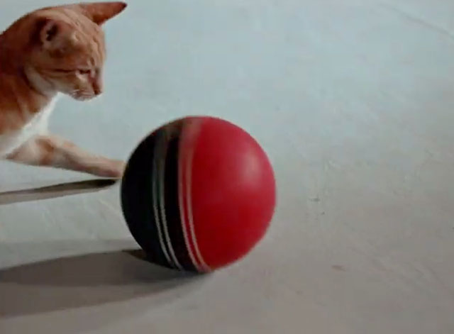 Tigeris Nau Nau - Tiger the Cat - ginger tabby cat with ball