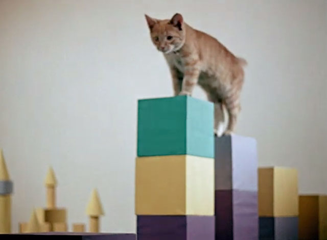 Tigeris Nau Nau - Tiger the Cat - ginger tabby cat climbing on building blocks