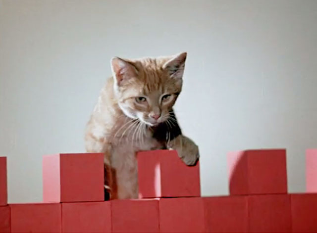 Tigeris Nau Nau - Tiger the Cat - ginger tabby cat climbing over building blocks