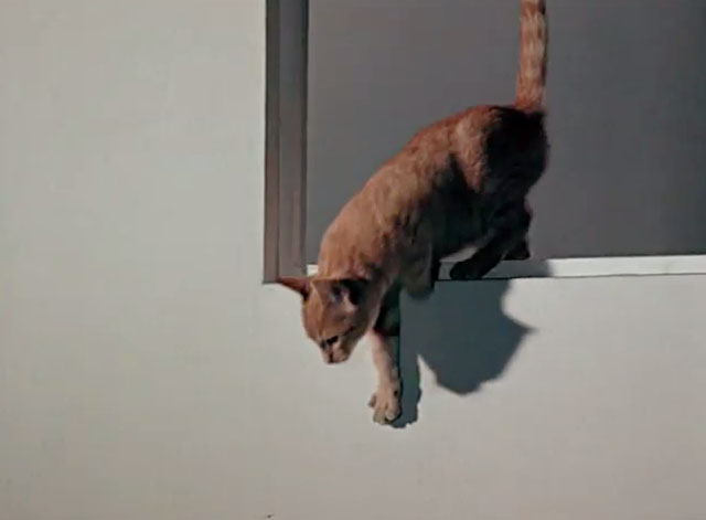 Tigeris Nau Nau - Tiger the Cat - ginger tabby cat jumping out of window