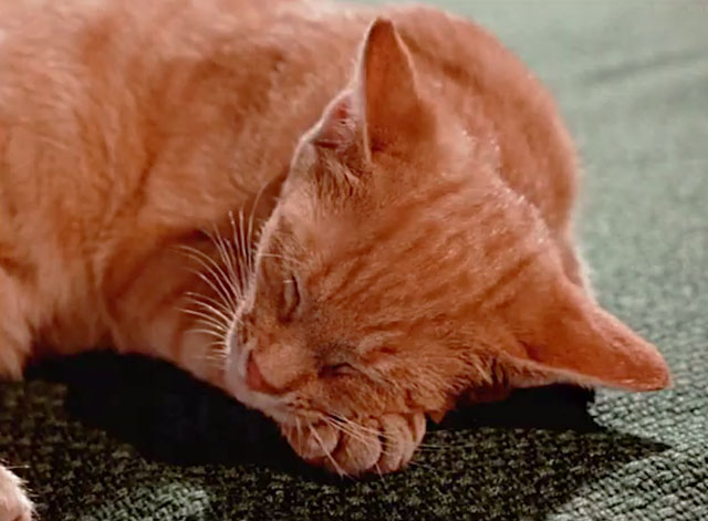 Tigeris Nau Nau - Tiger the Cat - ginger tabby cat sleeping