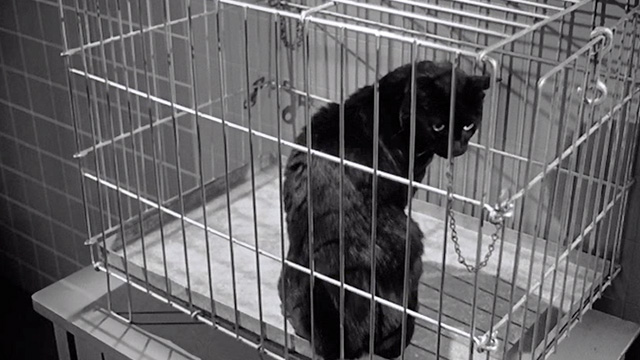 The Tingler - black cat in cage