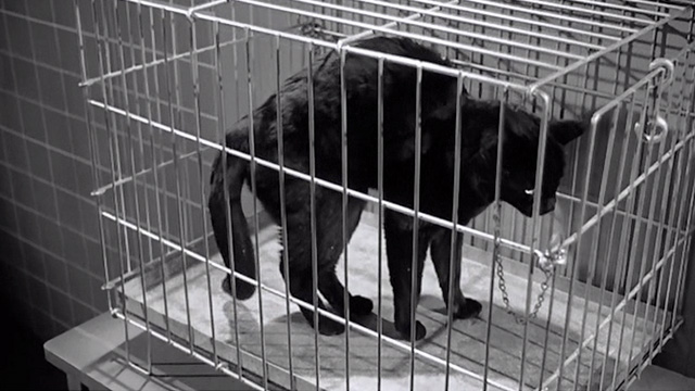 The Tingler - black cat in cage